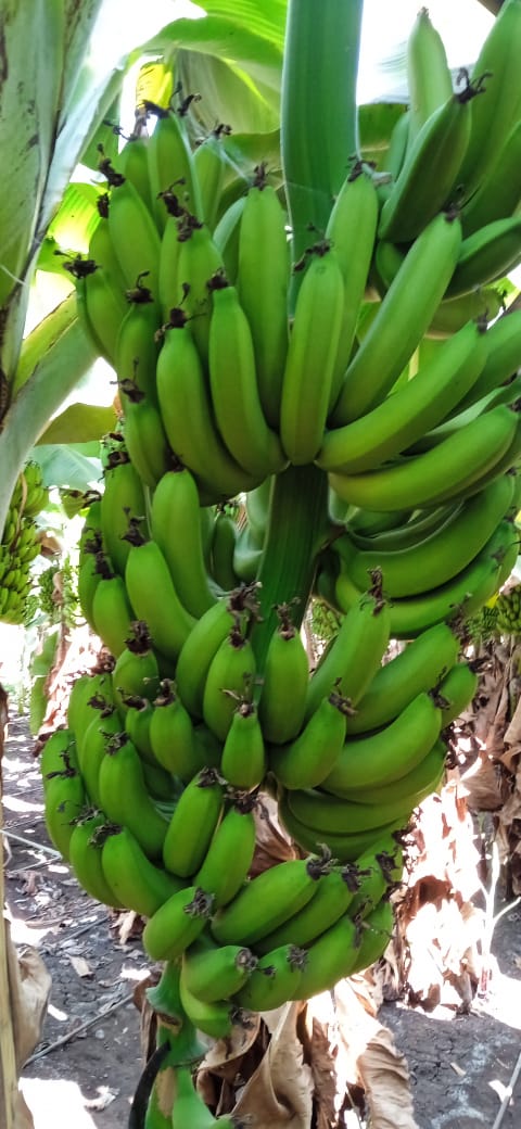 Fresh Bananas
