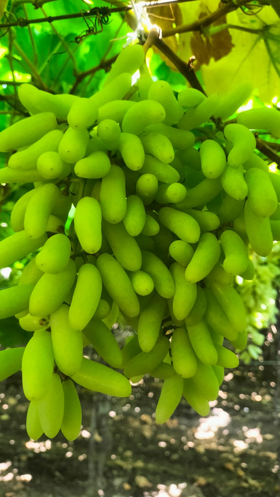 Fresh Grapes