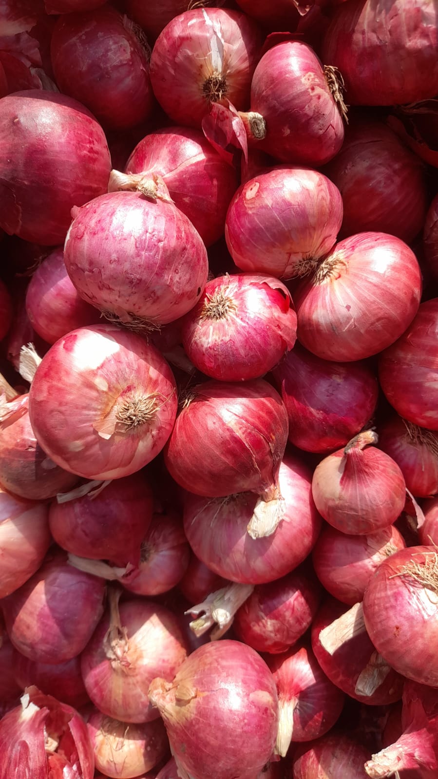 Fresh Red Onions