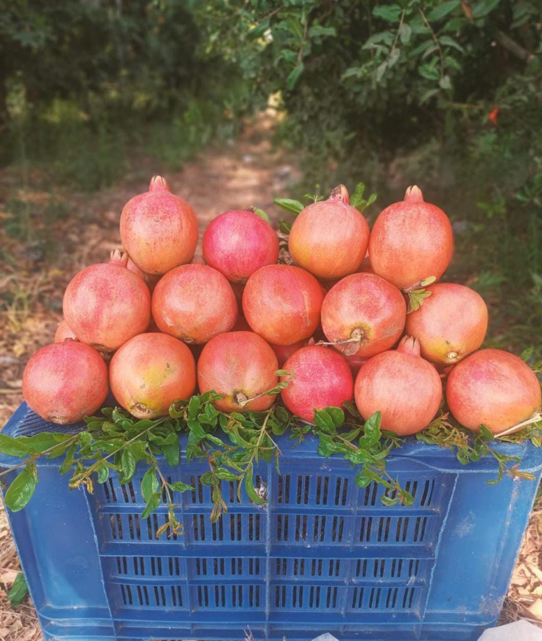 Fresh Pomegranates