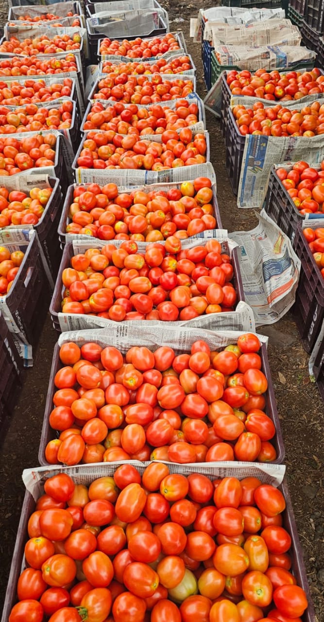 Fresh Tomatoes